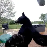 وقتی خرس زنگ خانه را می‌زند!