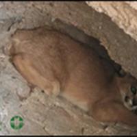 مشاهده گربه سان کمیاب کاراکال در کویر سه قلعه شهرستان سرایان
