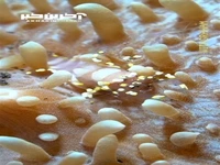 میگوهای مرجانی جالب و زیبا