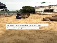 شتر پاکستانی با پای مصنوعی دوباره راه رفتن را آموخت!