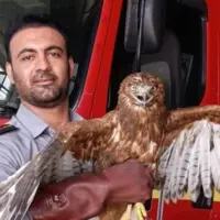 زنده‌گیری یک بهله عقاب در ملایر
