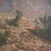 یک قلاده پلنگ ایرانی در تنگه واشی مشاهده شد