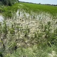 ورود دادستانی به پرونده آبیاری غیرمجاز با فاضلاب در کردکوی