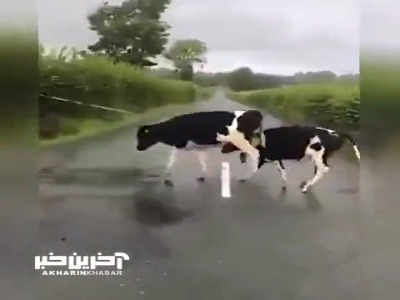 پرش عجیب گاوها از روی خط کشی وسط جاده!