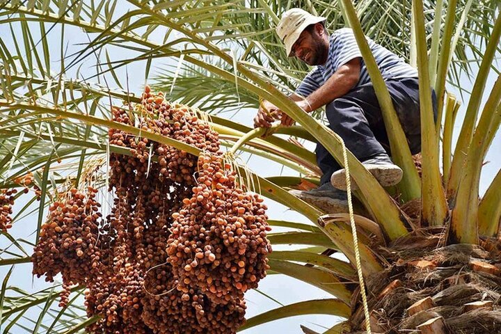 آغاز برداشت خرمای شهرستان رودان