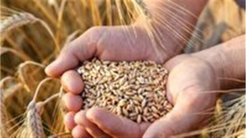 گندمکاران ابرکوهی بیش از هزار تن گندم به مراکز خرید تضمینی تحویل دادند