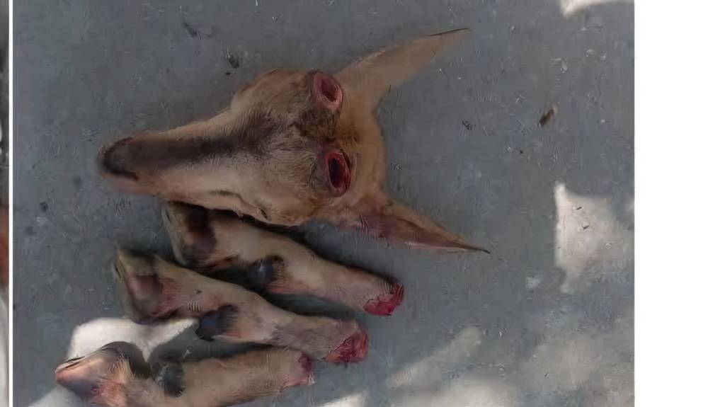 کشف و ضبط اجزای بدن یک رأس کل وحشی در منطقه حفاظت‌شده هلن