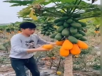 برداشت جالب میوه پاپایا