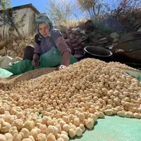 پیش‌بینی برداشت ۳۵ هزار تن نخود از مزارع لرستان