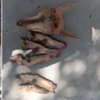 کشف و ضبط اجزای بدن یک رأس کل وحشی در منطقه حفاظت‌شده هلن