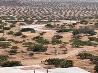 بزرگترین انجیرستان دیم جهان در استهبان