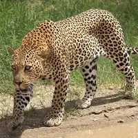 لحظه شکار ناموفق پلنگ گرسنه در طبیعت
