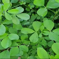 کاهش کلسترول با مصرف این عرق گیاهی
