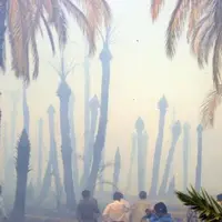 سوختن ۱۵۰ اصله نخل خرما در شهرستان شادگان