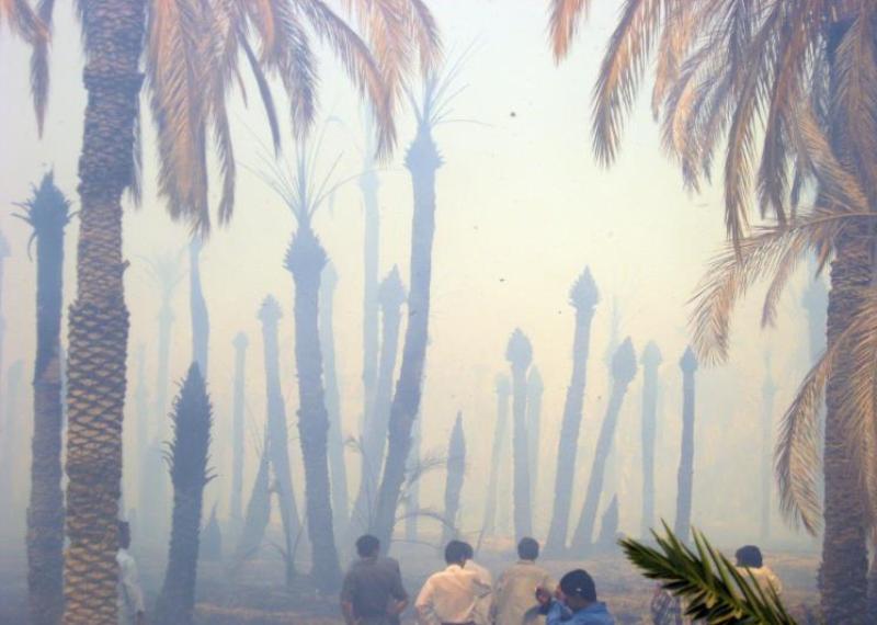سوختن ۱۵۰ اصله نخل خرما در شهرستان شادگان