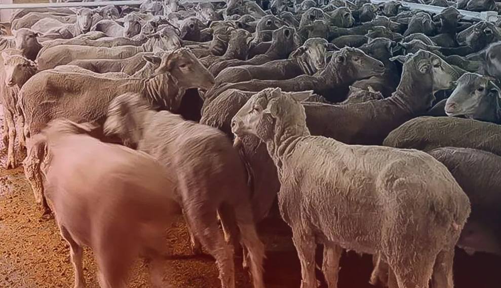 قیمت دام زنده امروز 1 مرداد 1404