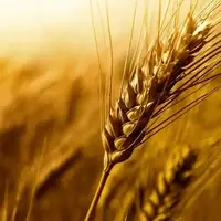 پرداخت مطالبات گندمکاران به ۳۱ درصد رسید