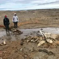 کشف بقایای نهنگ‌های باستانی در مجمع‌الجزایر فرانتس جوزف لند