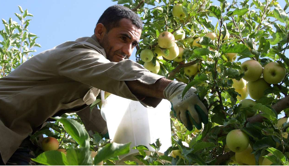 موز به شرط سیب؛ نفع یا ضرر؟