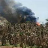 آتش‌سوزی در نخلستان ناهوک سراوان
