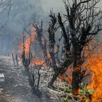 علت آتش‌سوزی در ۲۰۰ هکتار مراتع و جنگل ابر شاهرود عامل انسانی بود