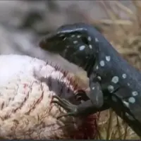 حیوانات جالب جزایر ABC 