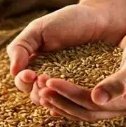 خبر جدید درباره قیمت گندم و پرداخت مطالبات گندمکاران  