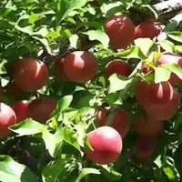 پیش‌بینی برداشت بیش از ۳ هزار تن آلوچه از باغات مراغه