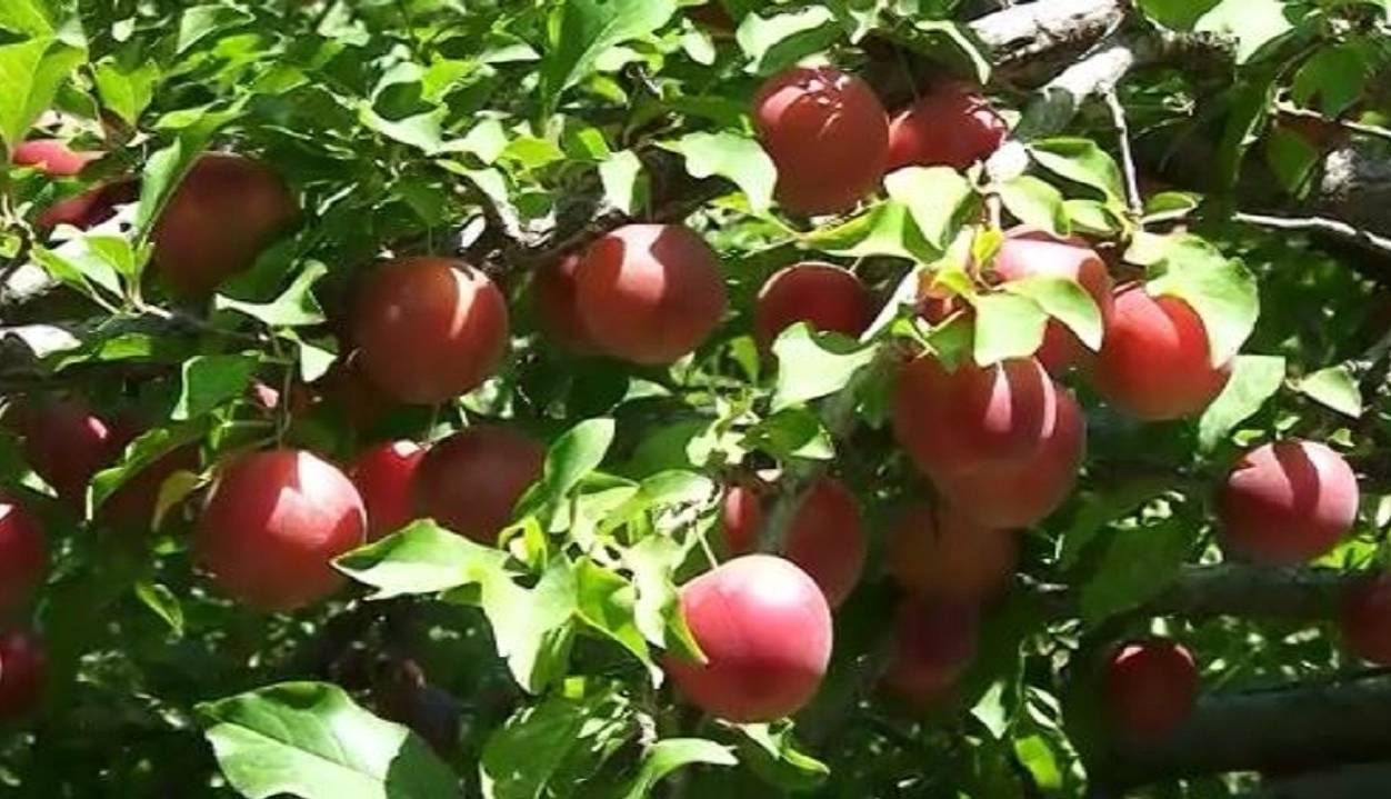 پیش‌بینی برداشت بیش از ۳ هزار تن آلوچه از باغات مراغه