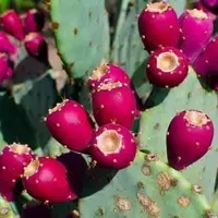 کاشت گیاه انگلمانی در تفت