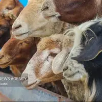 تأخیر پرداخت مطالبات، گندم را خوراک دام کرد