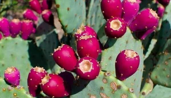 کاشت گیاه انگلمانی در تفت