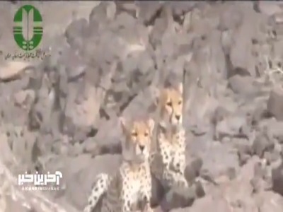 مشاهده دو یوزپلنگ در منطقه یوزکنام سمنان