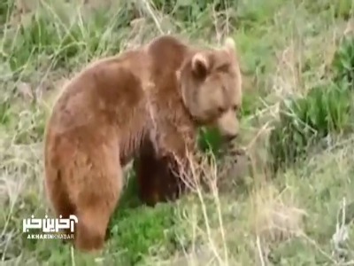 تصاویری از خرس قهوه‌ای در منطقه حفاظت شده چالوس