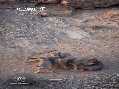 بازیگوشی توله‌گرگ‌ها در قرق منصورآباد