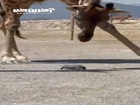 کمک بامزه زرافه به یک لاکپشت برای سریع‌تر حرکت کردن!