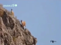ثبت «سه‌قلوزایی کَل وحشی» در پارک ملی تنگ صیاد