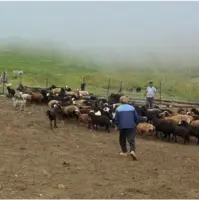 تعداد دام سبک گوسفند و بز کشور به 53.3 میلیون رأس رسید