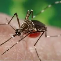 شیوع یک بیماری منتقله از پشه در جنوب چین