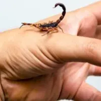 حادثه تلخ در لنده؛ «عقرب» جان کودک 6 ساله را گرفت