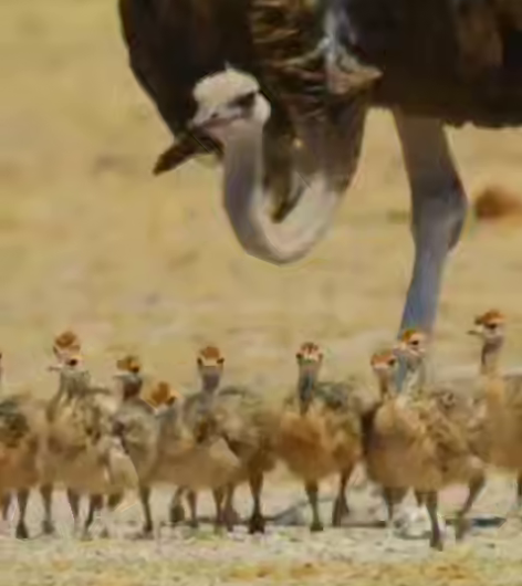 پیاده‌روی خانواده شترمرغ