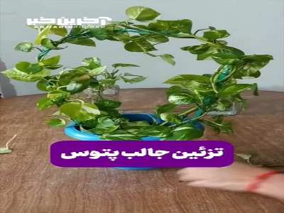تزئین جالب گیاه پتوس