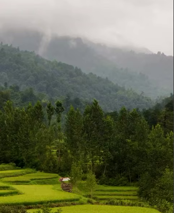 جنگل های مه گرفته مازندران