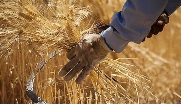 خرید تضمینی گندم در کردستان از مرز 312 هزار تن گذشت