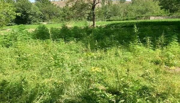 کشف مزرعه کشت غیرمجاز شاهدانه در شوراب صغیر