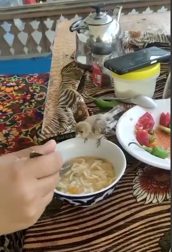 غذا دادن به پرنده با قاشق!