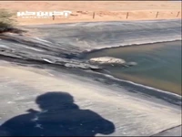 نجات کفتار راه‌راه پس از افتادن در استخر پلیمری