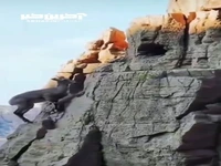 بزهای کوهی درحال راهپیمایی در صخره های سخت و خطرناک