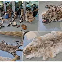 دستگیری شکارچی متخلف با ۲۱ تاکسیدرمی حیوانات وحشی در تهران