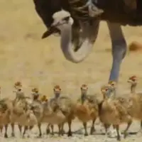 پیاده‌روی خانواده شترمرغ 